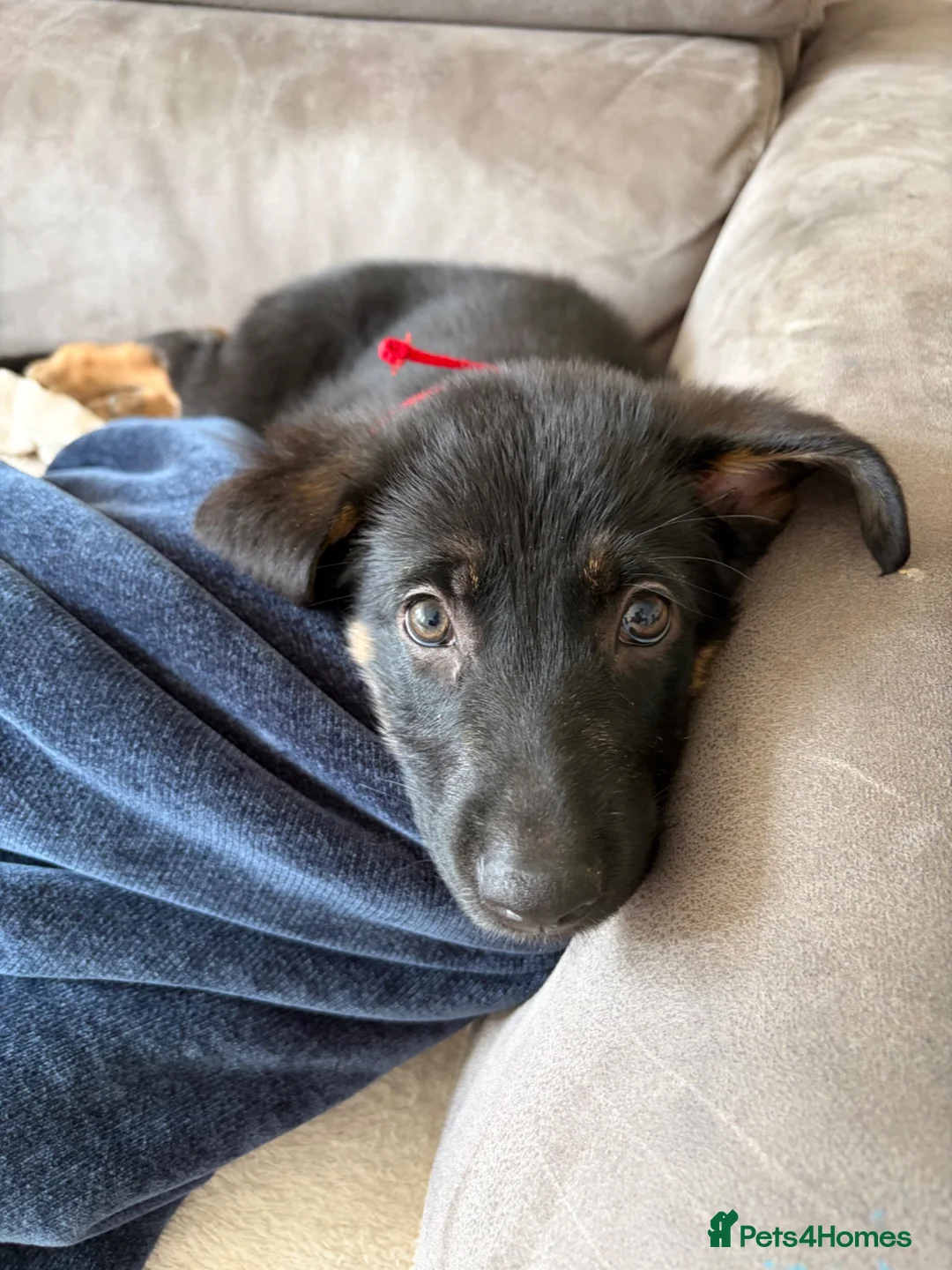 Labrador Retriever dogs for sale: Beautiful Sheprador Girl pup - Advert 4