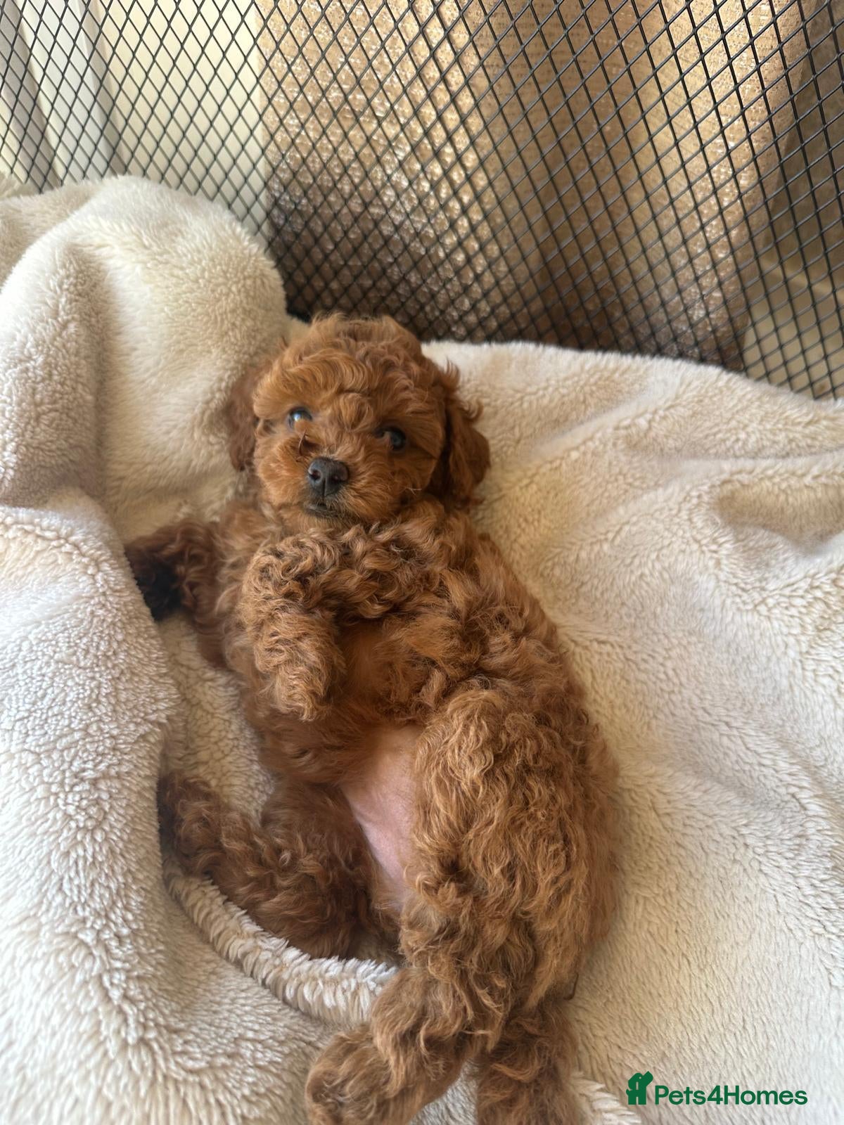 Cockapoo dogs Beautiful red toy cockapoo puppy - Advert 1