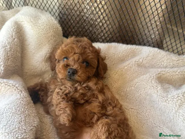 Cockapoo dogs Beautiful red toy cockapoo puppy - Advert 1