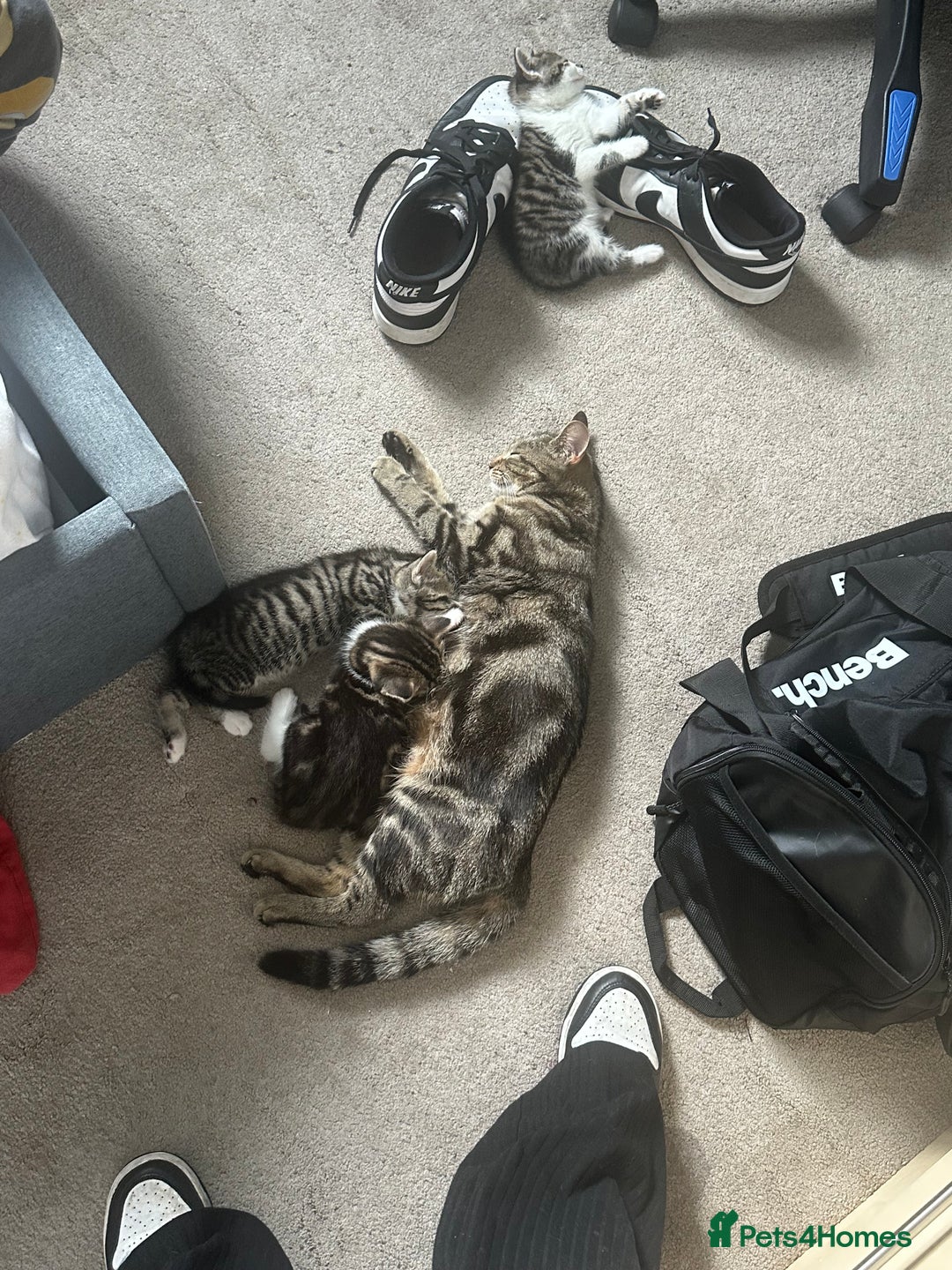 British Shorthair cats for sale: Rosie  - Advert 3