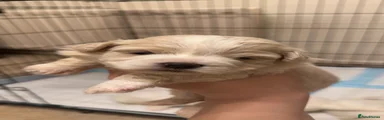 Maltese 4