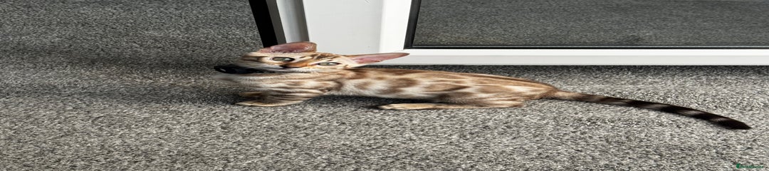 Bengal Kitten 1