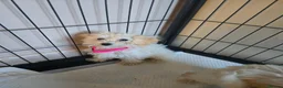 Poochon dogs for sale: Bichon frise x poodle  in Maidstone - Advert 6