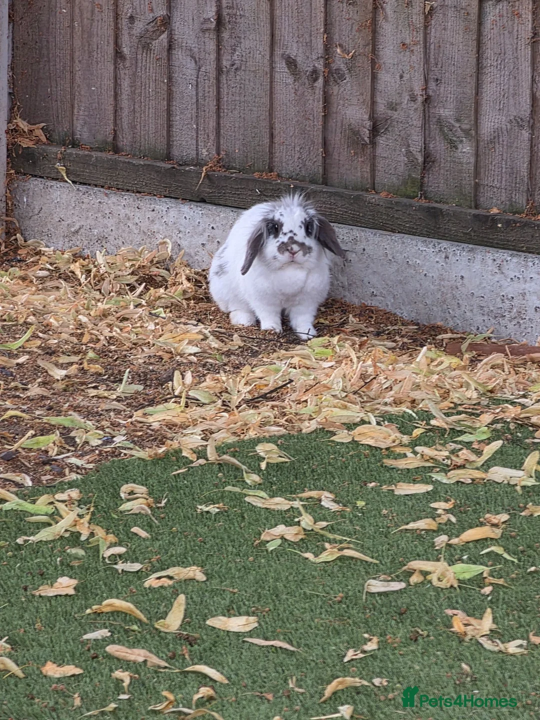 Lionhead rabbits for sale: Rabbit  in Nottingham - Advert 2