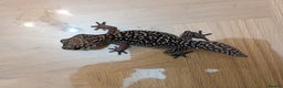 Gecko reptiles for sale: Gecko - Advert 15