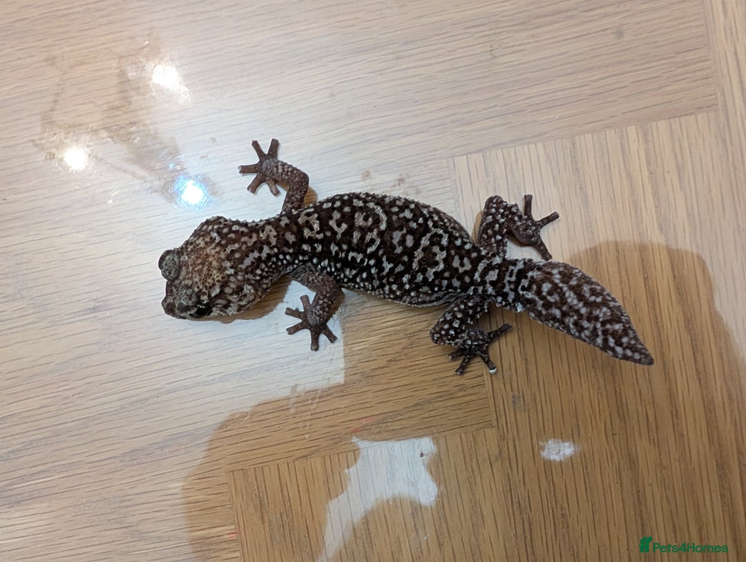 Gecko reptiles for sale: Gecko - Advert 15