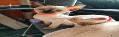 Baby Orange 