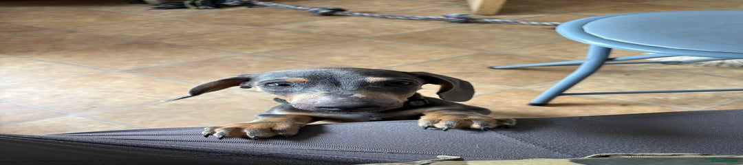 Miniature Dachshund Puppy 