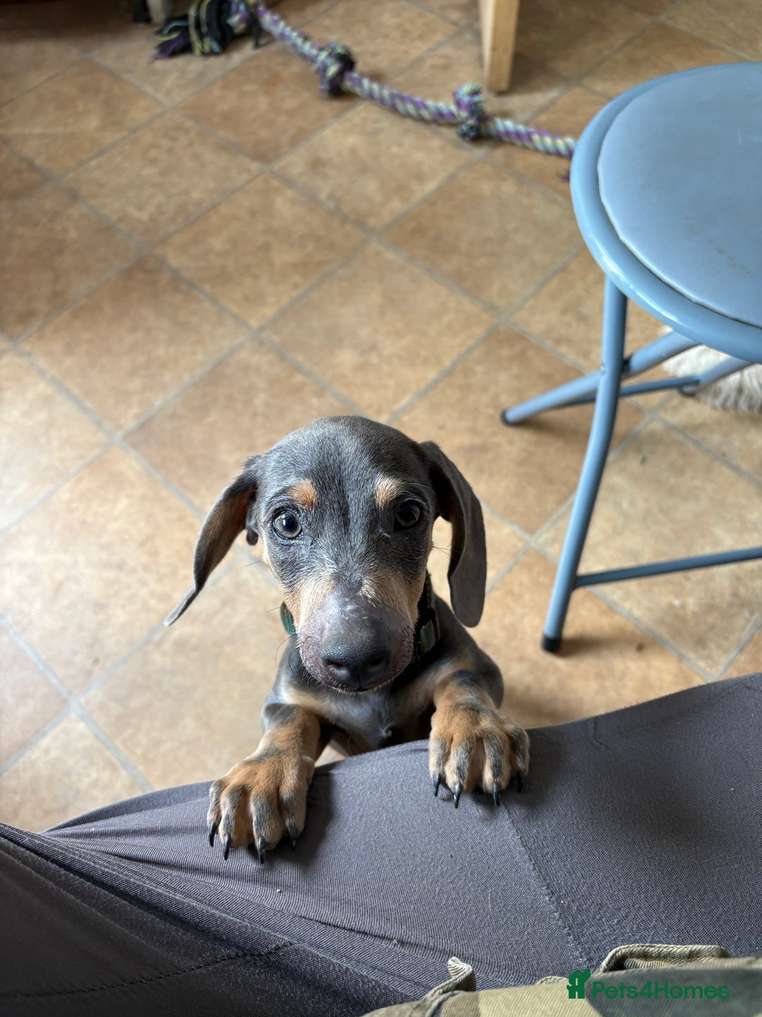 Miniature Dachshund dogs for sale: Blue and tan Miniature Smooth Dachshund  - Image 1