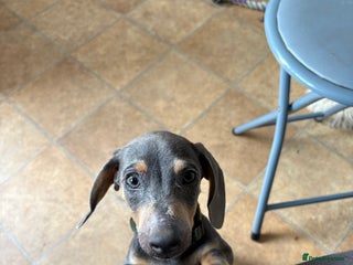 Miniature Dachshund dogs - Advert 21