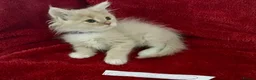 Maine Coon cats for sale: Confident & cuddly Maine coon kitts  - Advert 12