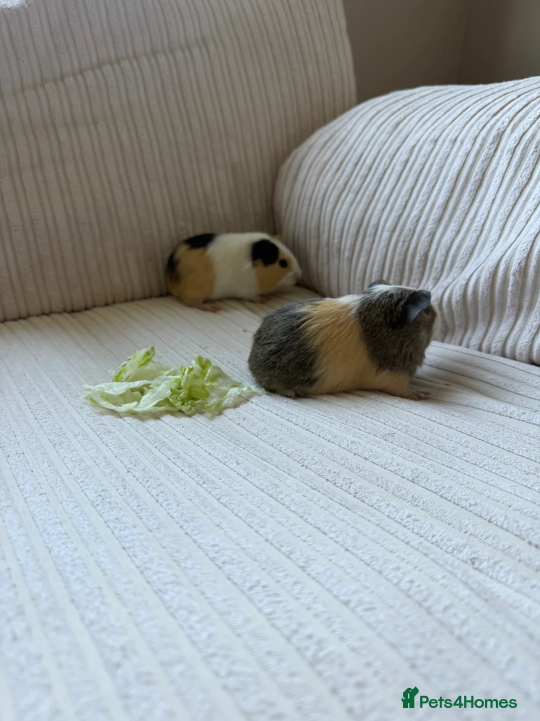 Guinea Pig rodents for sale: Home reared male guineas  - Advert 4
