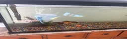 Fancy Goldfish fish for sale: Fancy Goldfish & Tank - Advert 1