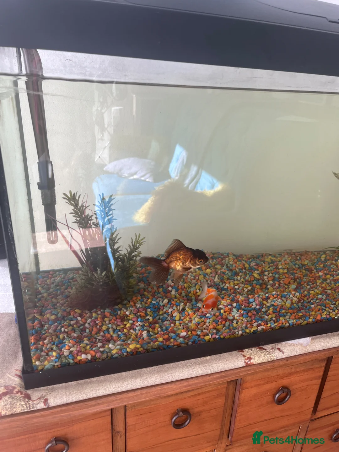 Fancy Goldfish fish for sale: Fancy Goldfish & Tank - Advert 1