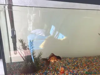 Fancy Goldfish fish Fancy Goldfish & Tank - Advert 9