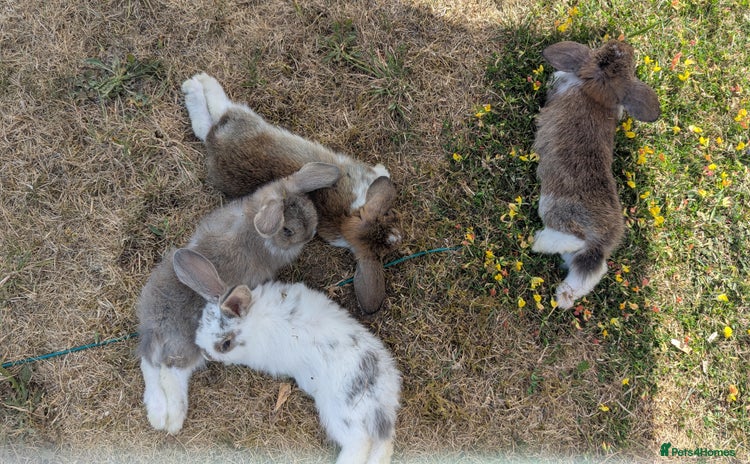 Mini Lop rabbits - Advert 1