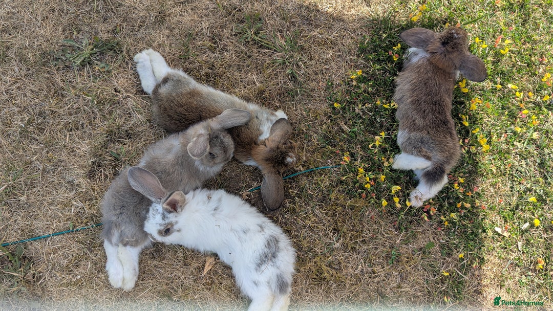 Mini Lop rabbits for sale: 4 stunning mini lops - Image 3
