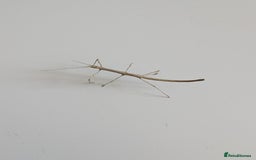 Stick Insects invertebrates for sale: Free stick insects - Image 1