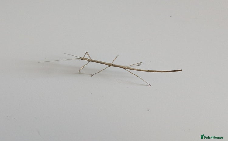 Stick Insects invertebrates - Advert 1