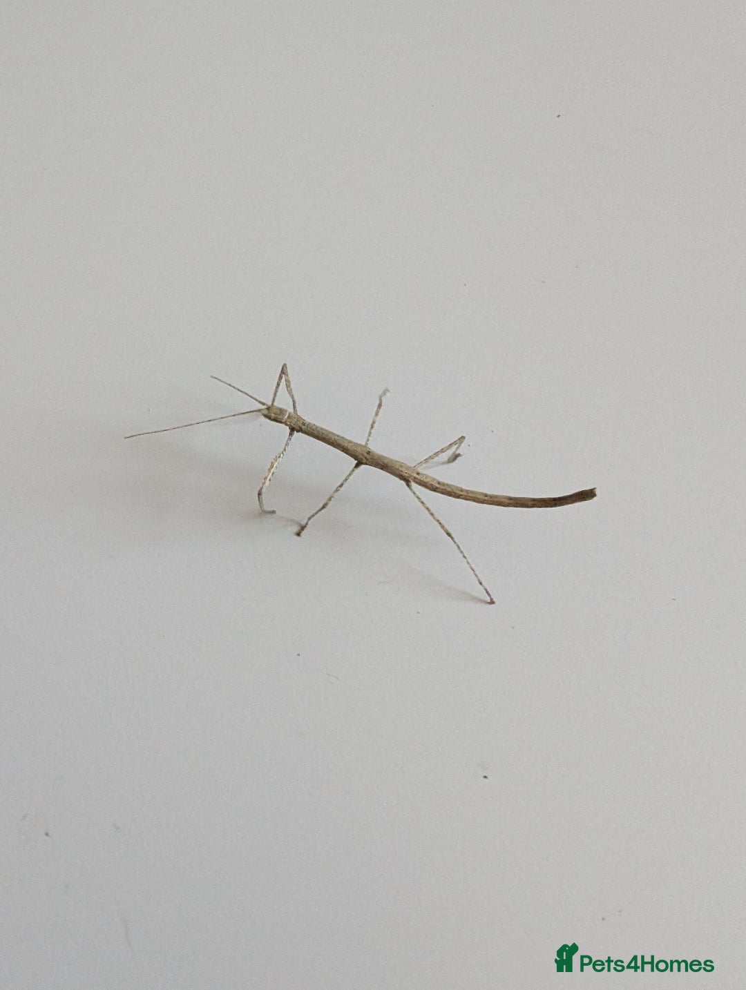 Stick Insects invertebrates for sale: Free stick insects - Image 1
