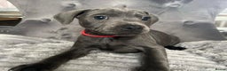 Staffordshire Bull Terrier dogs for sale: Kc blue staffordshire bull terrier puppies - Advert 4