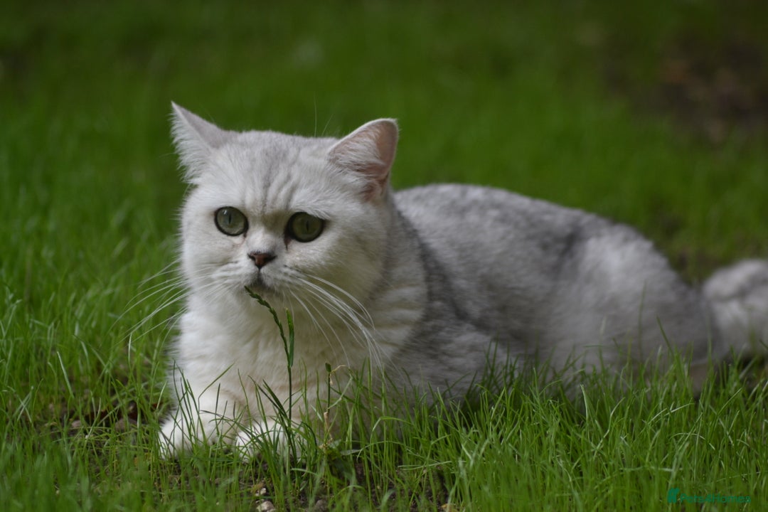 British Longhair cats for sale: TICA British Longhair Kittens  - Image 11