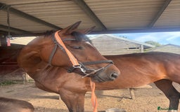Irish Sports horses for sale: Teens horse / mother / daughter share - Image 21
