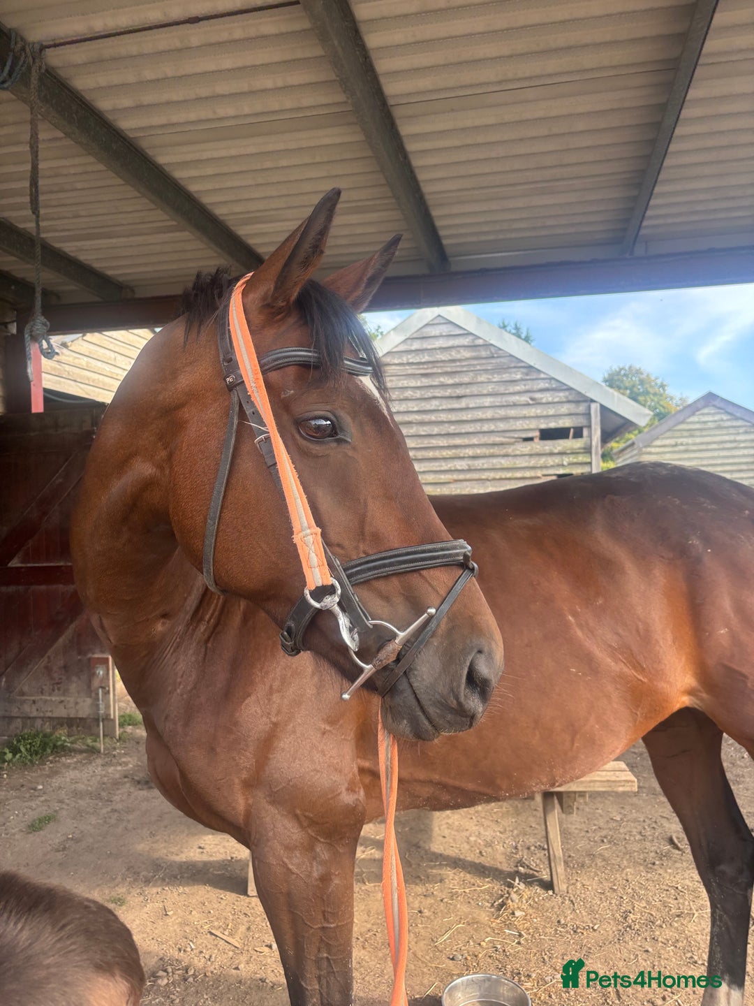 Irish Sports horses for sale: Teens horse / mother / daughter share - Image 21
