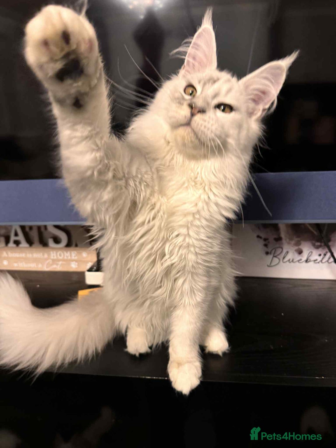 Maine Coon cats for sale: TICA Reg Blue Silver Shaded MaineCoon Kittens  - Advert 6