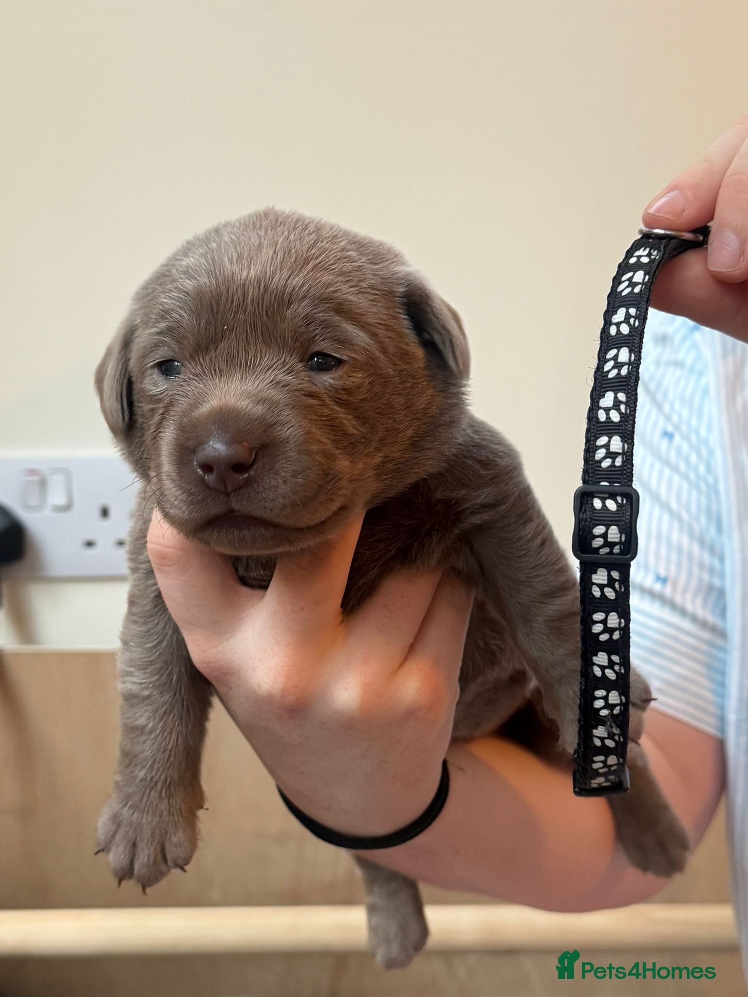Labrador Retriever dogs 🐾✨ Silver Lab Pups – 3 girls and 1 boy left ✨🐾 - Advert 2