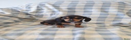 Dachshund dogs for sale: Dachshund puppies  - Advert 8