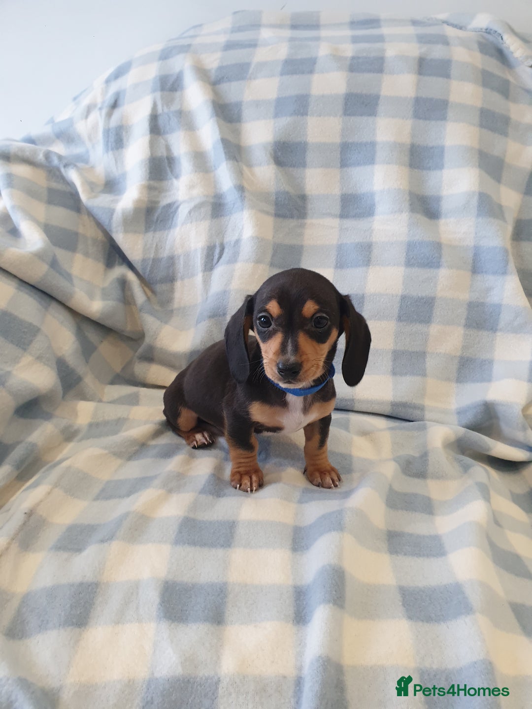 Dachshund dogs for sale: Dachshund puppies  - Advert 8