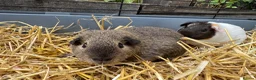 Guinea Pig rodents for sale: Two lovely boy guinea pigs in Heathfield - Advert 4