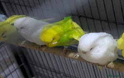 Budgerigars birds for sale: Albino Budgies White and Yellow Colours - Image 5