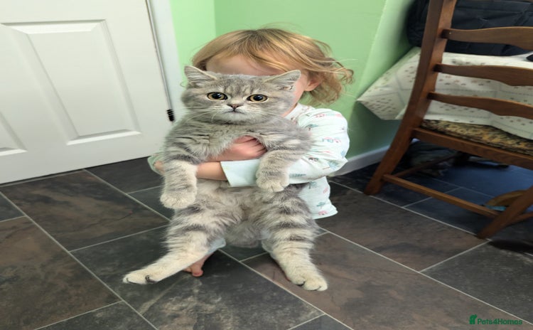 British Shorthair cats - Advert 2