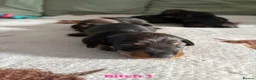 Dachshund dogs for sale: Teckel puppies - Standard size  - Advert 5