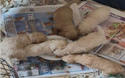 Poochon dogs for sale: Seriously gorgeous farm reared tiny puppies  - Image 22