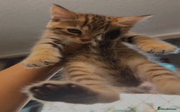 Mixed Breed cats for sale: Cute Kittens - Image 22