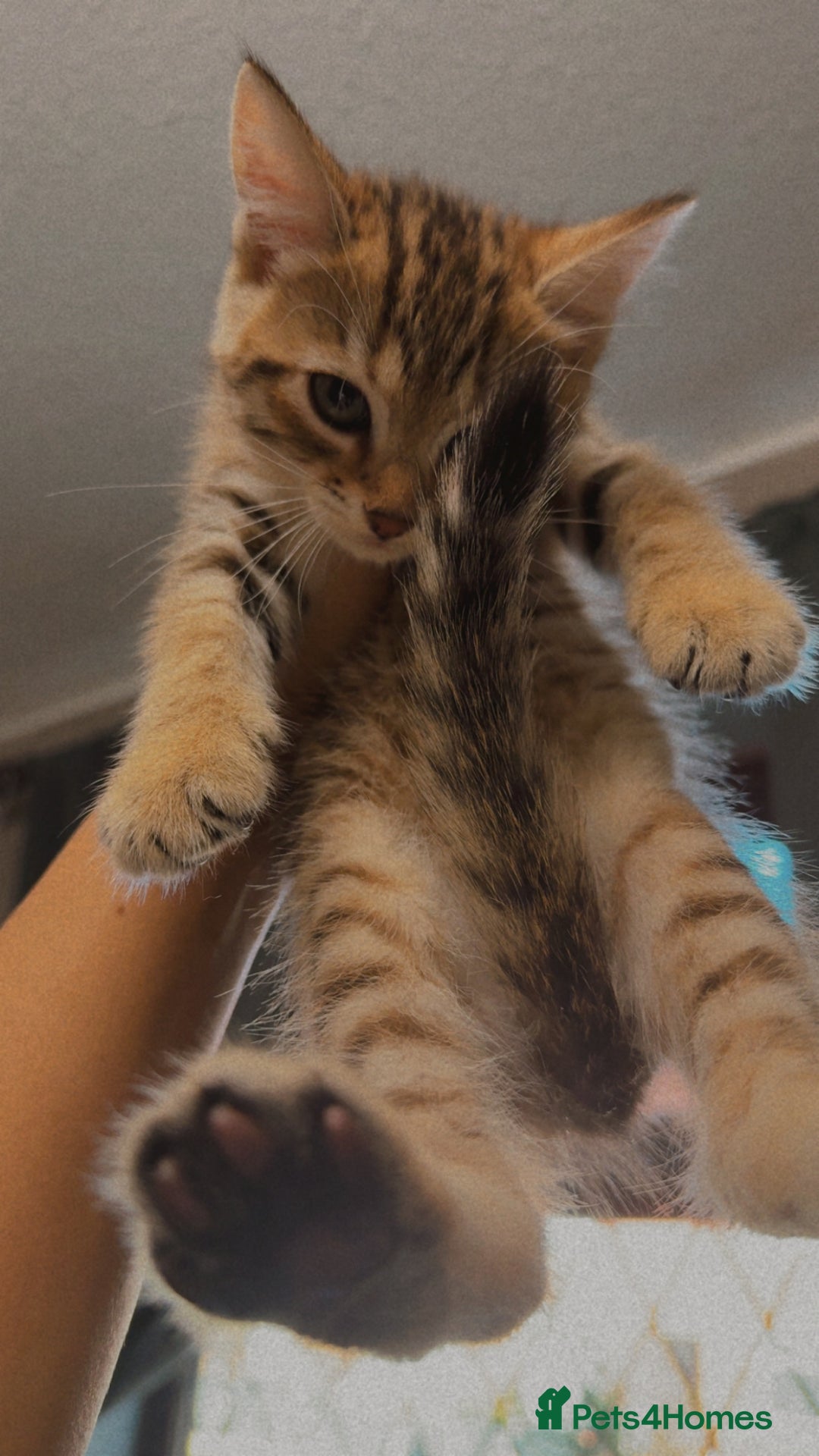 Mixed Breed cats for sale: Cute Kittens - Image 22