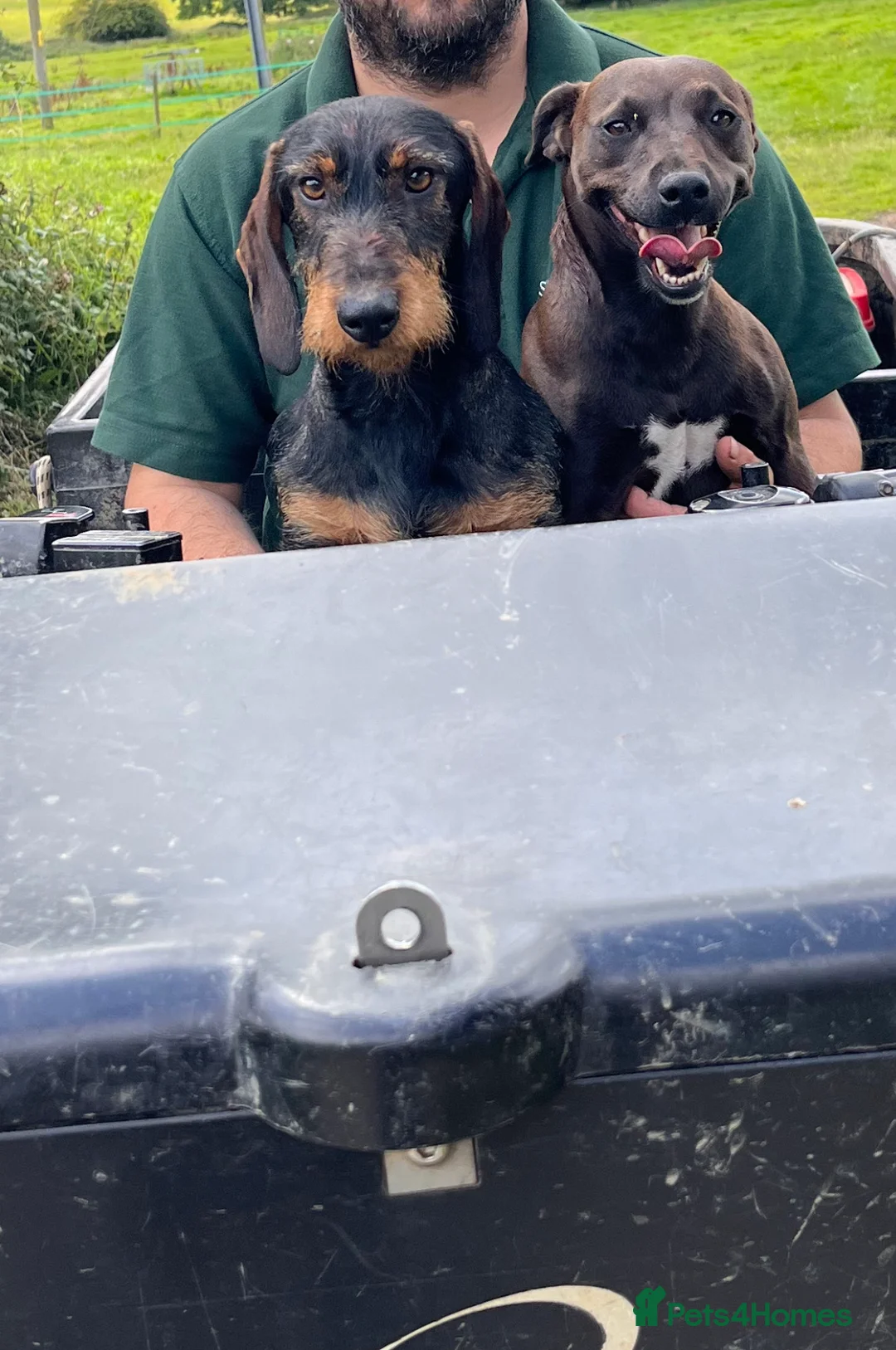 Dachshund dogs for stud: IVDD screened Health tested KC Wirehaired Teckel in Daventry - Advert 6