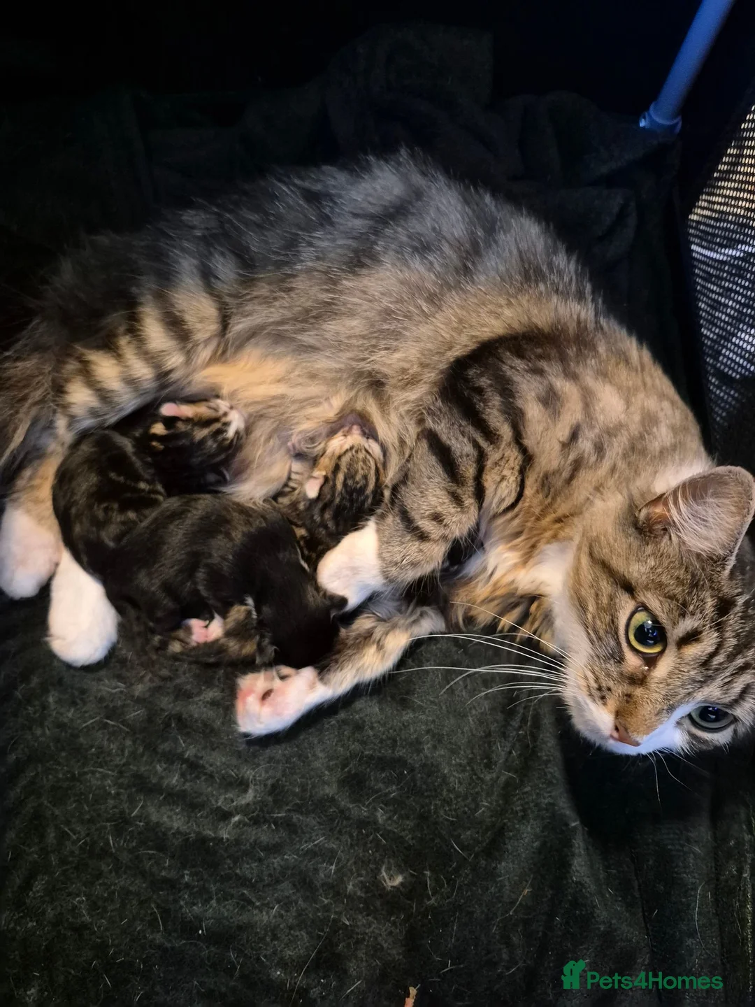Mixed Breed cats for sale: 4 gorgeous kittens  - Advert 1