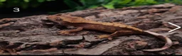 Gecko reptiles for sale: Juvenile Crested Geckos with full Lineage - Advert 11