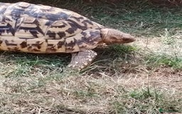 Tortoise reptiles for sale: Leopard Tortoise  - Image 3