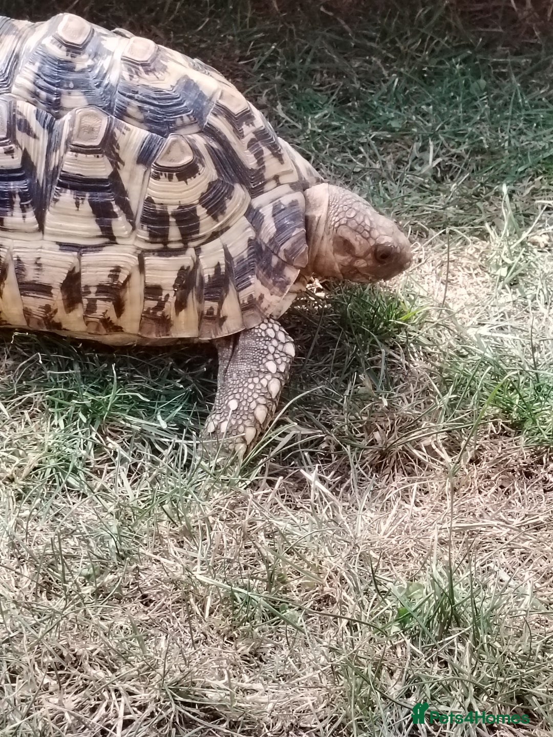 Tortoise reptiles for sale: Leopard Tortoise  - Image 3