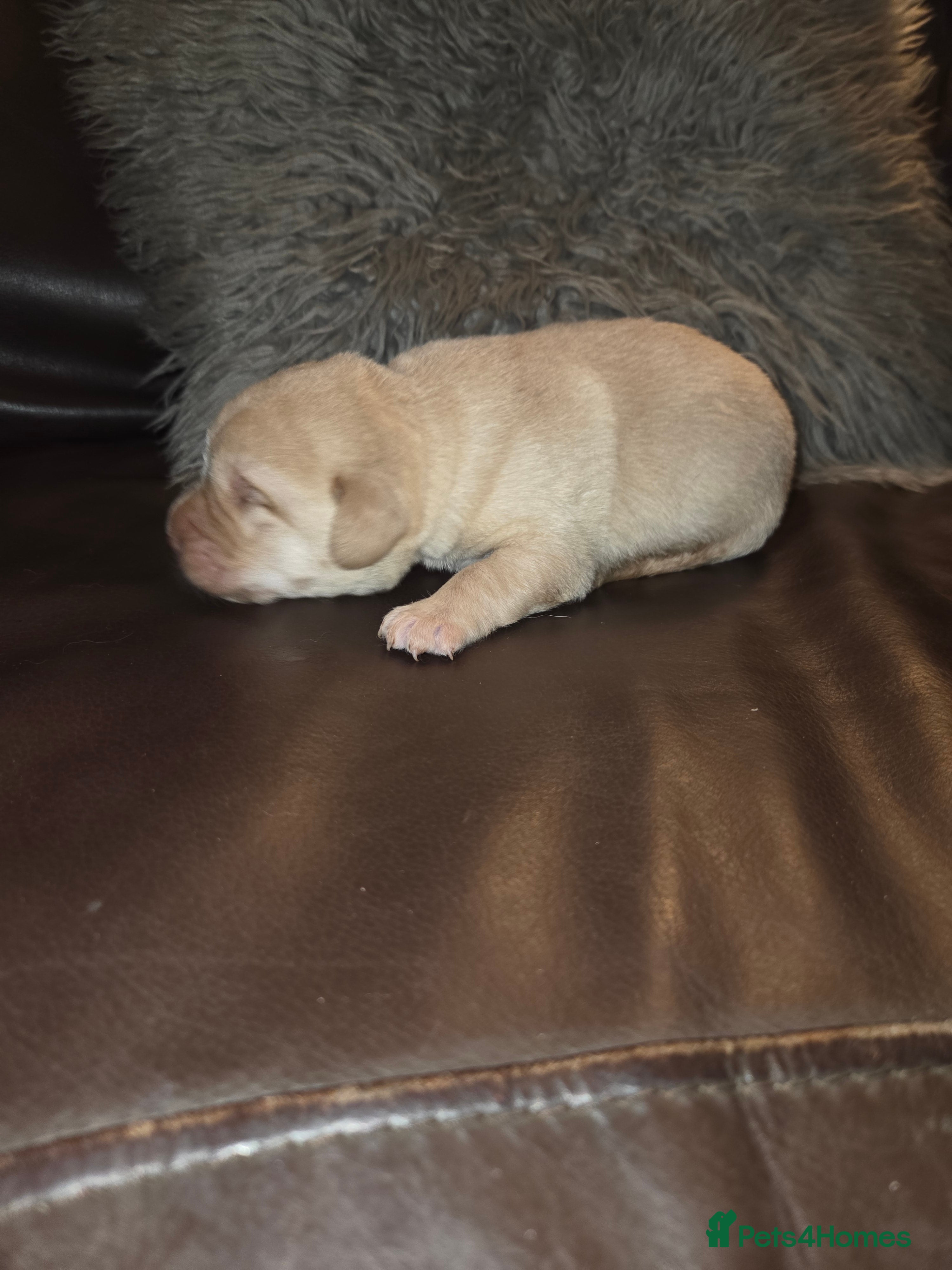 Labrador Retriever dogs Kc Registered quality labrador BOYS AVAILABLE  - Advert 9