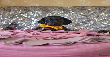 Miniature Dachshund dogs - Advert 12