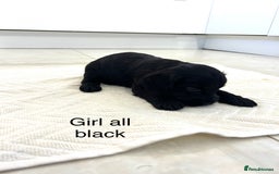 Cockapoo dogs for sale: Beautiful cockapoos  - Image 16