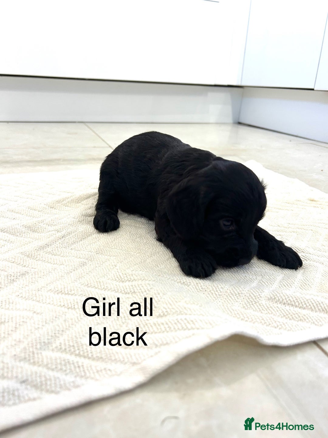 Cockapoo dogs for sale: Beautiful cockapoos  - Image 16