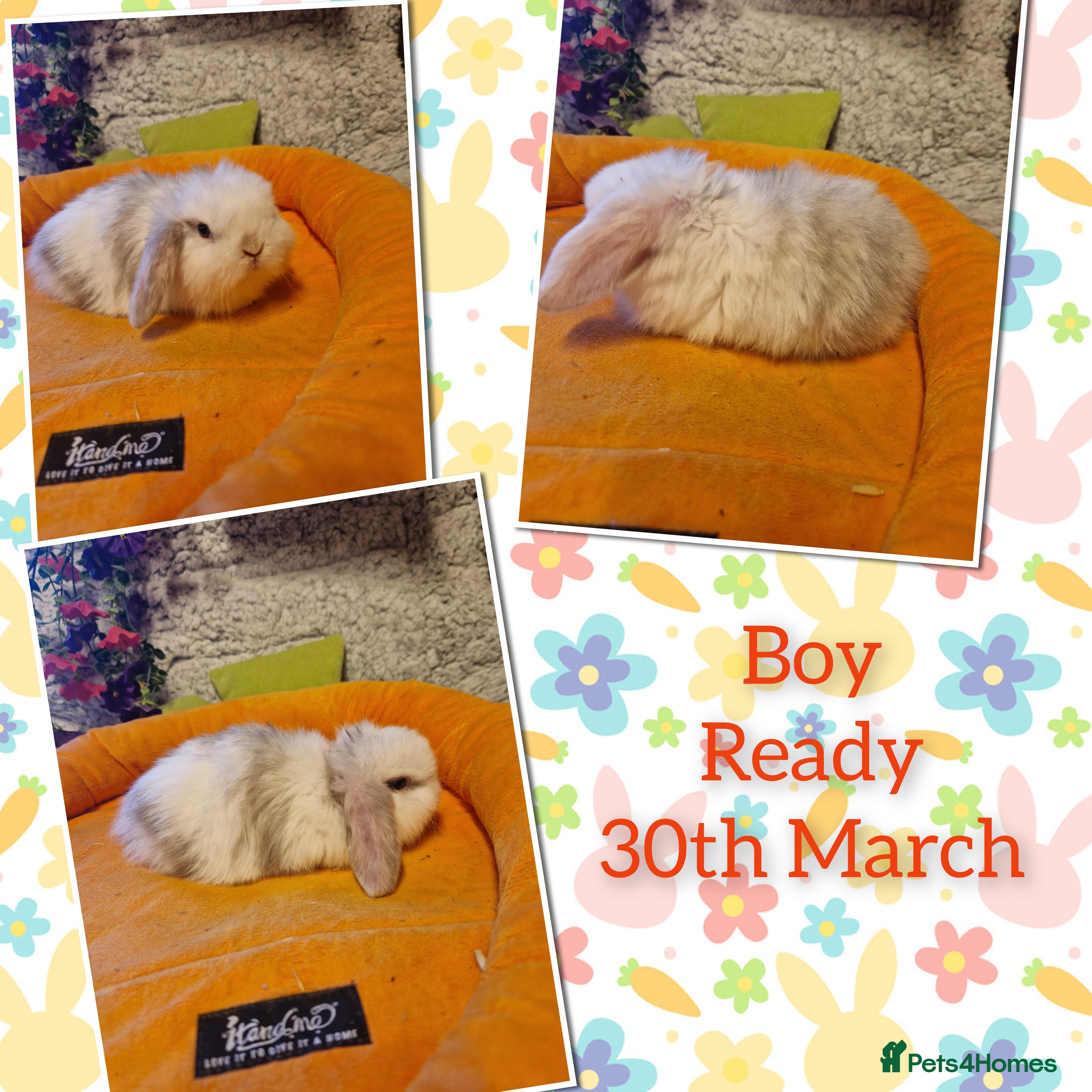 Mini Lop rabbits Stunning mini lop kits to reserve.  - Advert 12