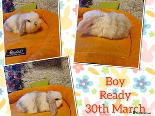 Mini Lop rabbits Stunning mini lop kits to reserve. - Advert 12